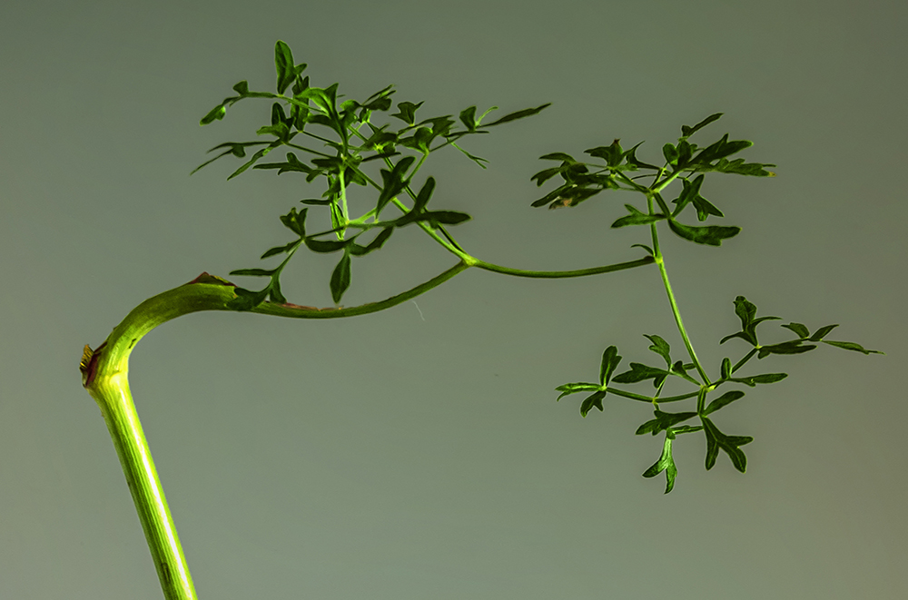 Al momento stai visualizzando L’IKEBANA