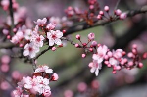 FESTEGGIARE L’HANAMI PER RINASCERE AD OGNI INVERNO